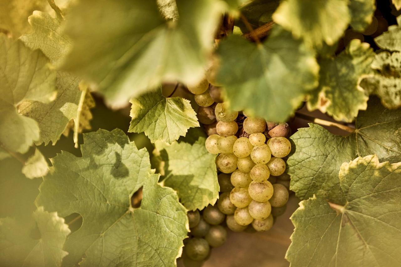 Como Le Montrachet Puligny-Montrachet Zewnętrze zdjęcie